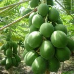 Pappaya (Desi, Seedling) Fruit Plant - Image 2