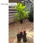 Buy Peanut Butter Fruit (Seedling) Live Fruit Plant Online