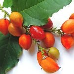 Peanut Butter (Seedling) Fruit Plant - Image 5