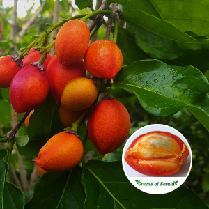 Buy Peanut Butter (Seedling) Fruit Plant Online | Greens Of Kerala