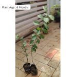 Buy Pear Sabarjilli (Layer) Live Fruit Plant Online