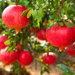 Pomegranate / Anar (Layer) Fruit Plant - Image 4