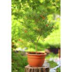 Pomegranate / Anar (Layer) Fruit Plant - Image 5