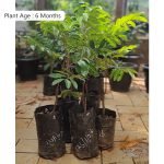 Buy Pulasan (Bud) Live Fruit Plant Online