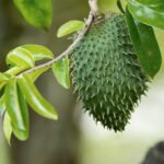 Soursop / Mullan chakka / Mullatha (Seedling) Fruit Plant - Image 4