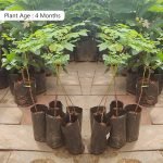 star goosberry, arinellika, arinelli