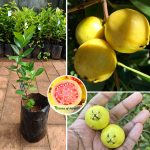 Guava / Perakka (Strawberry, Layer) Fruit Plant