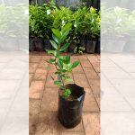 Strawberry Pera Plant