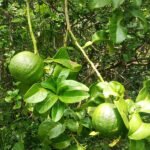 Vadukapuli / Giant Bitter / Pickle Lime (Layer) Fruit Plant - Image 5