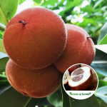 Velvet Apple Fruit Plant Sale