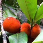 Velvet Apple / Mabola (Seedling) Fruit Plant - Image 2