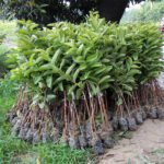 Wax Apple / Chamba (Rose, Layer) Fruit Plant - Image 4