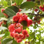 Wax Apple / Chamba (Rose, Layer) Fruit Plant - Image 2