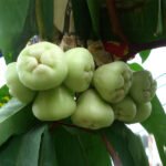 Wax Apple / Chamba (Thai Green, Layer) Fruit Plant - Image 2