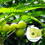 amla fruit plant