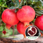 anar pomagranate fruit plant