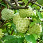 Custard apple / Seethapazham (Green, Graft) Fruit Plant - Image 2