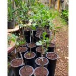 apple-hot-climate-sapling