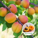 apricot fruit plant sale