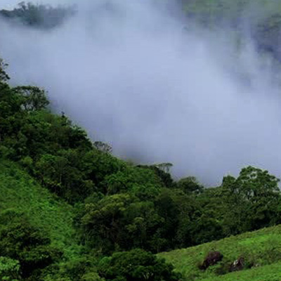 Blackberry sapling required cool climate to bear fruits