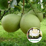 babloose white plant sale