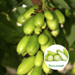 bilumbi-green-fruit-plant-purchase
