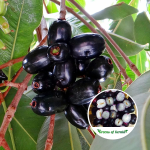 seedless black jamun