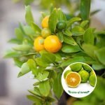 purchase bush orange plant