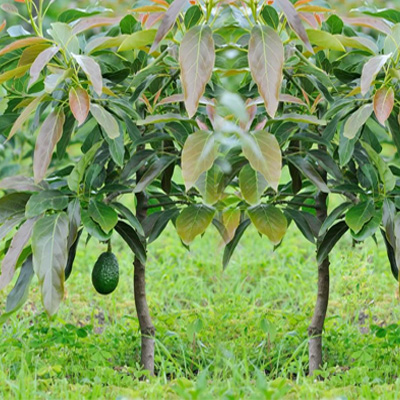butter fruit tree self pollinating