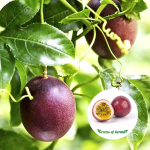 purchase purple passion fruit plant