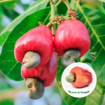 Cashew Apple (Desi, Graft) Fruit Plant