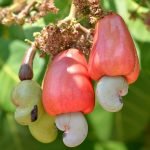desi cashew apple live plants
