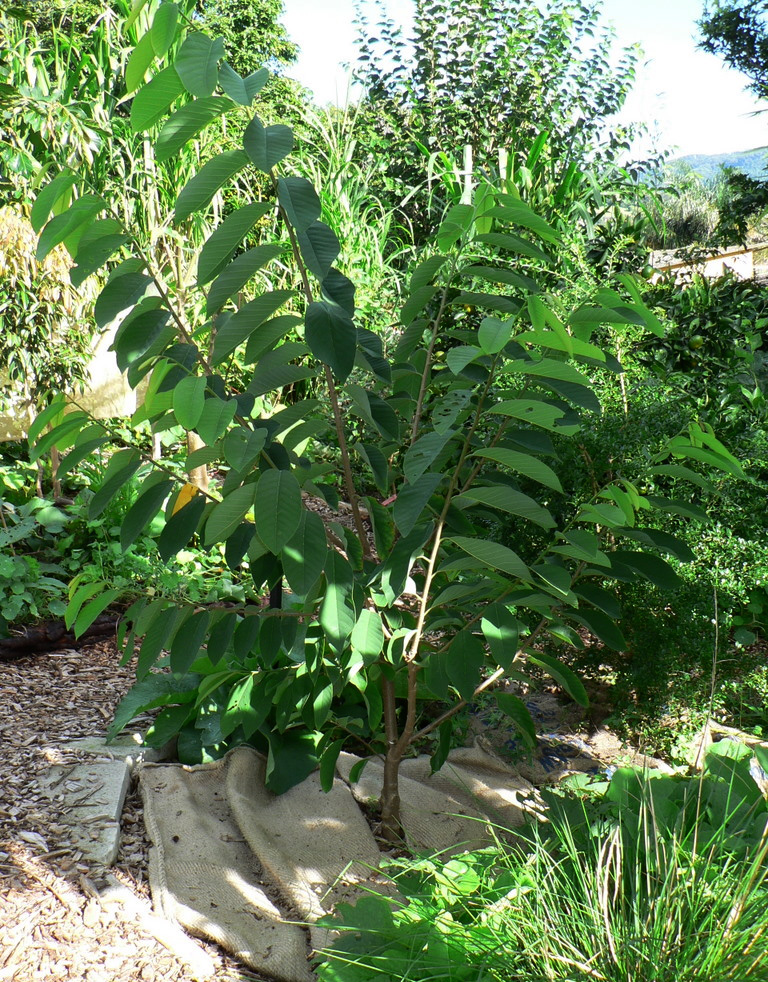castard-apple-fruit-tree-characteristics