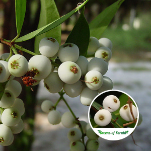 poochapazham-fruit-plant-sale