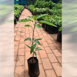 chakkarakutty mango plant sale
