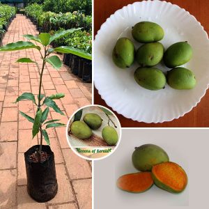chakkarakutty mango plant sale