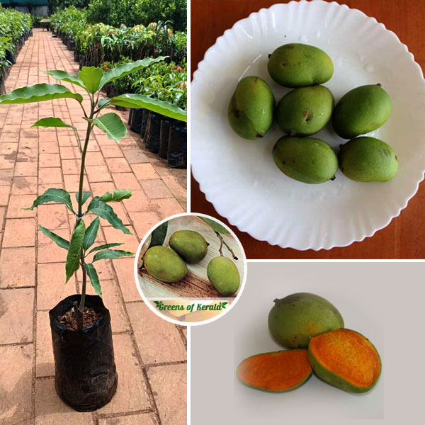 chakkarakutty mango plant sale