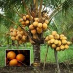 chavakkadan orange dwarf coconut sapling