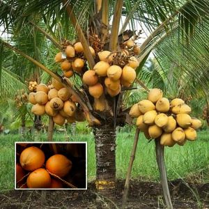 chavakkadan orange dwarf coconut sapling