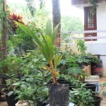 Red Coconut Tree (Chenthengu) Hybrid Seedling - Image 2