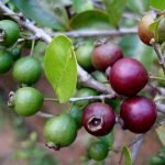 violet china pera live plants