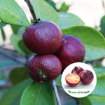 chinese violet guava plant sale