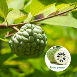 custard apple plant