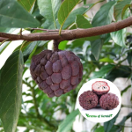 custard apple red plant