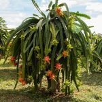dragon fruit plant