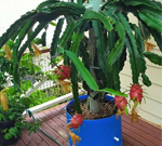 dragon fruit plant pot