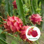 Dragon Fruit (Red) Plant | Sweet Red Flesh Variety