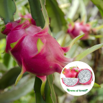 dragon fruit white plant
