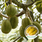 durian seedling fruit plant purchase