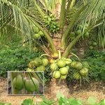dxt green dwarf coconut sapling